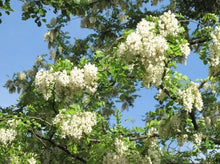 Charger l'image dans la galerie, Miel d'Acacia 500g