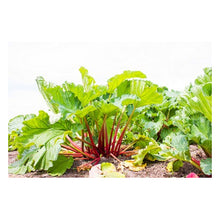 Charger l'image dans la galerie, Confiture Extra Rhubarbe 370g